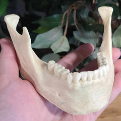 Human Jaw (Mandible), CAST