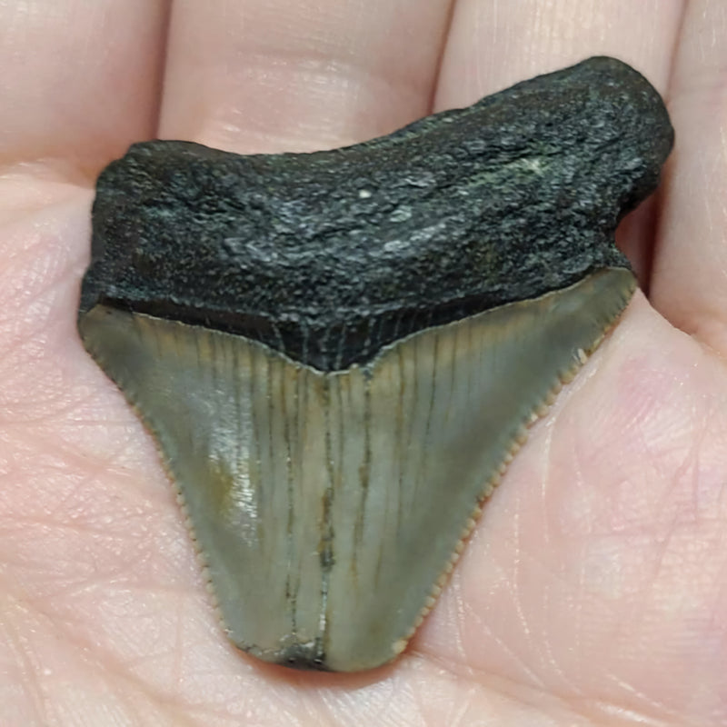 Baby Megalodon Tooth C