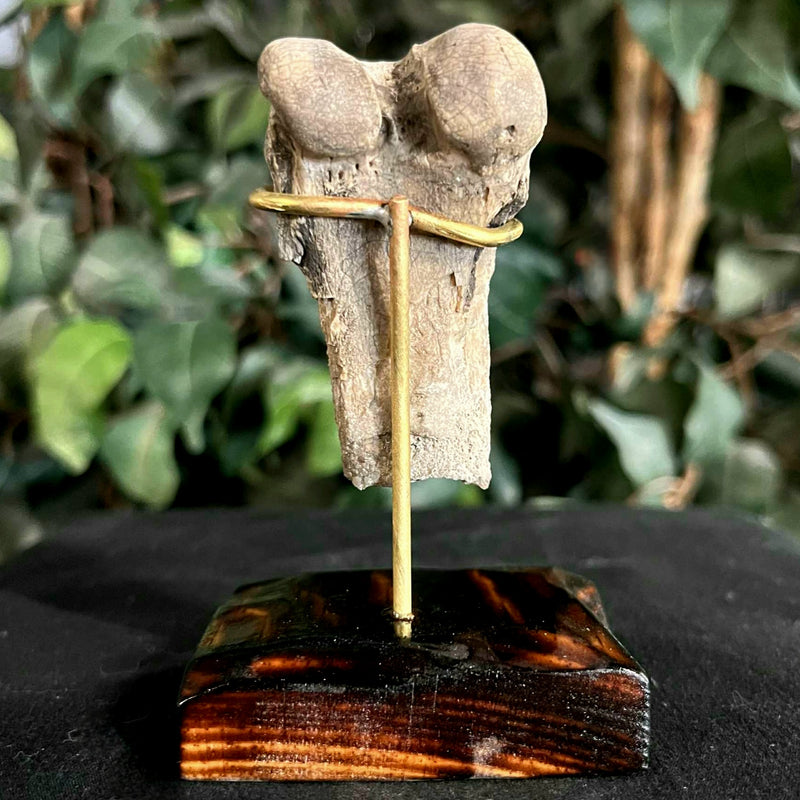 Hoplophoneus Sabertooth Leg Bone B, On Stand