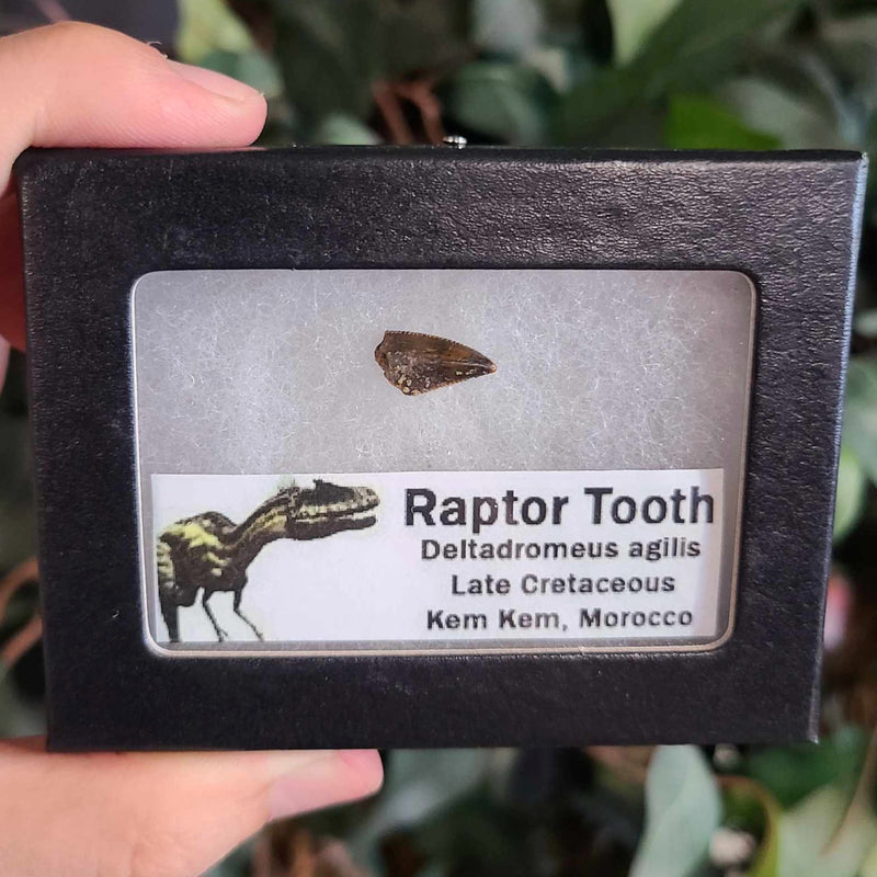 Raptor Dinosaur Tooth C (Morocco)