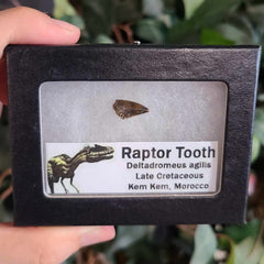 Raptor Dinosaur Tooth C (Morocco)