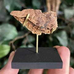 Ancient Egyptian Mummy Skull Segment i
