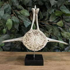Beluga Whale Vertebrae, C (Ontario Only)