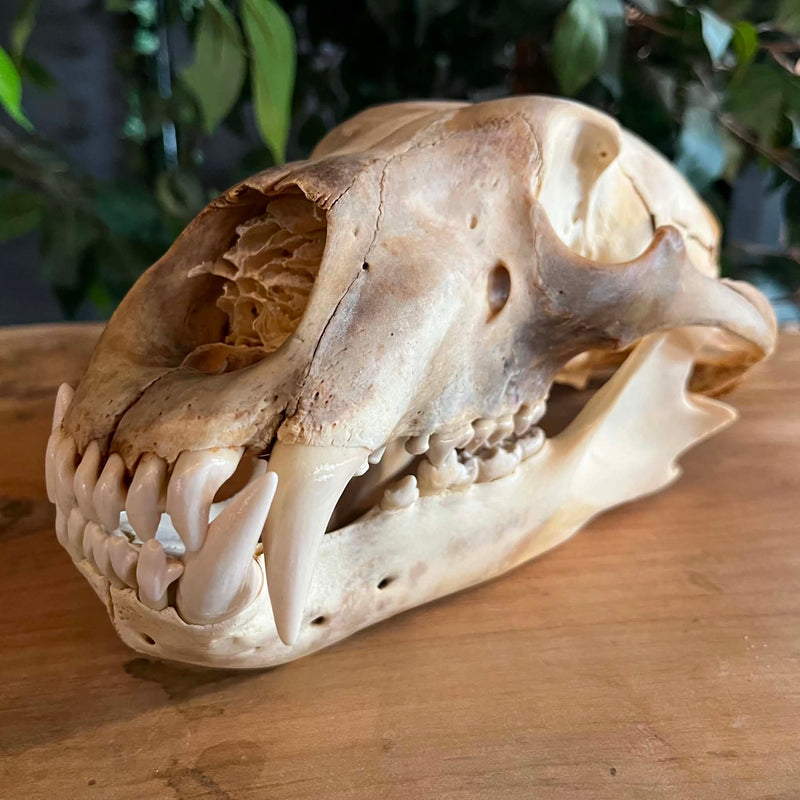 置物 polar bear skull Polar Bear Skull For Sale | SkullStore Inc.