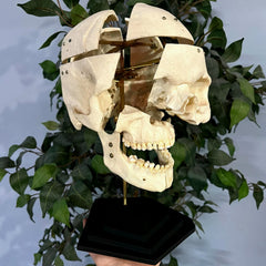 Exploded Human Skull, Beauchene (Collapsible)