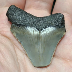 Baby Megalodon Tooth C