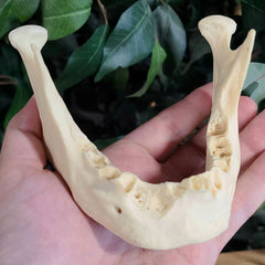 Human Jaw (Mandible) A