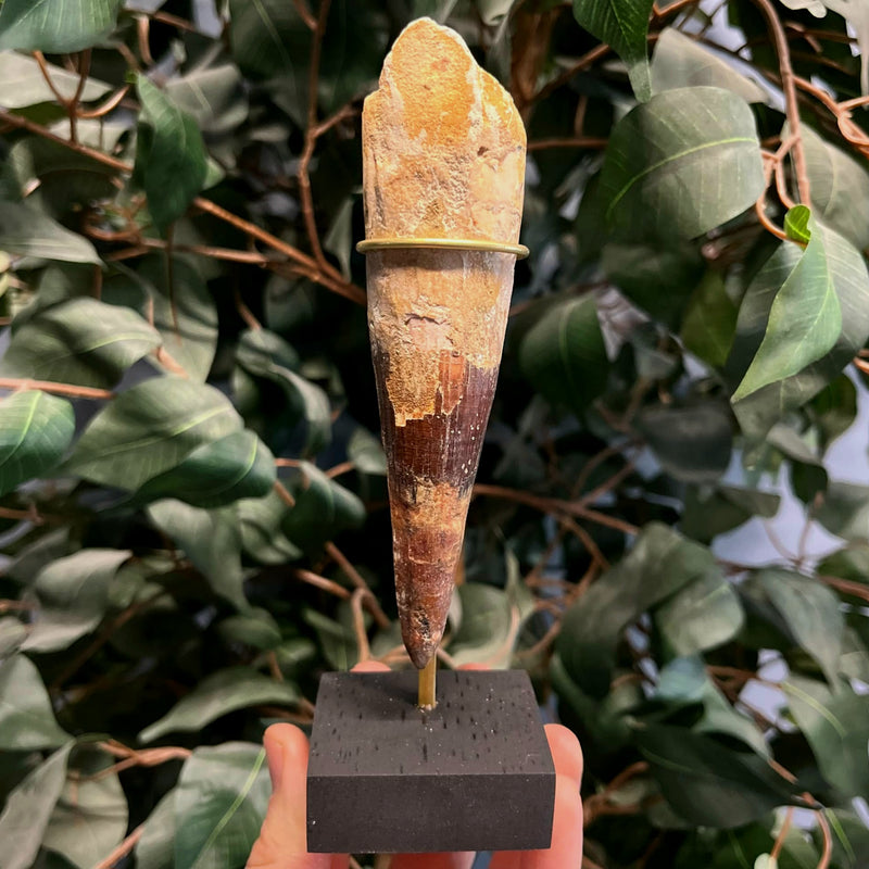 Spinosaurus Dinosaur Tooth XXL, A (5.4")
