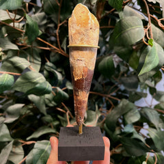 Spinosaurus Dinosaur Tooth XXL, A (5.4