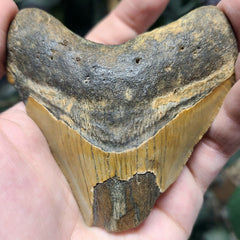 Megalodon Tooth C (3