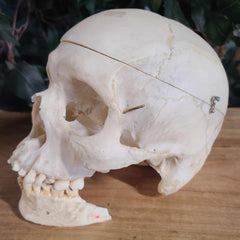 Human Skull, Medical C