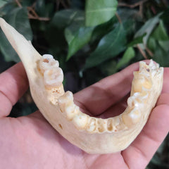 Human Skull, Medical C