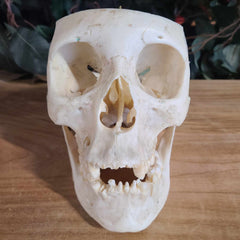 Human Skull, Medical G