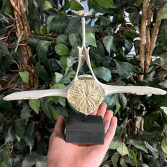 Beluga Whale Vertebrae, F (Ontario Only)