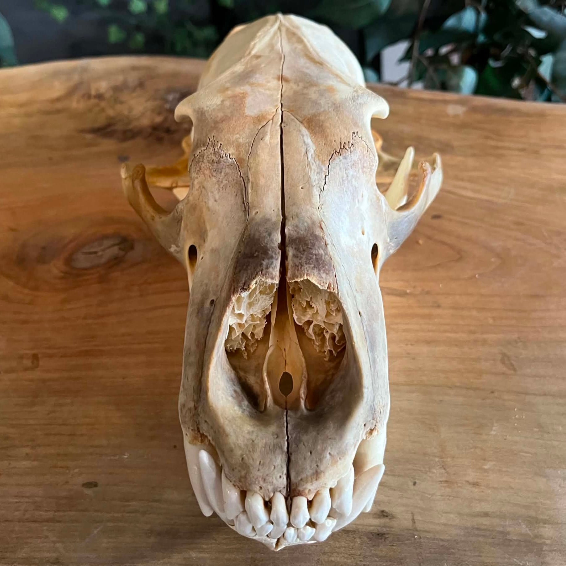 Polar Bear Skull For Sale | SkullStore Inc.