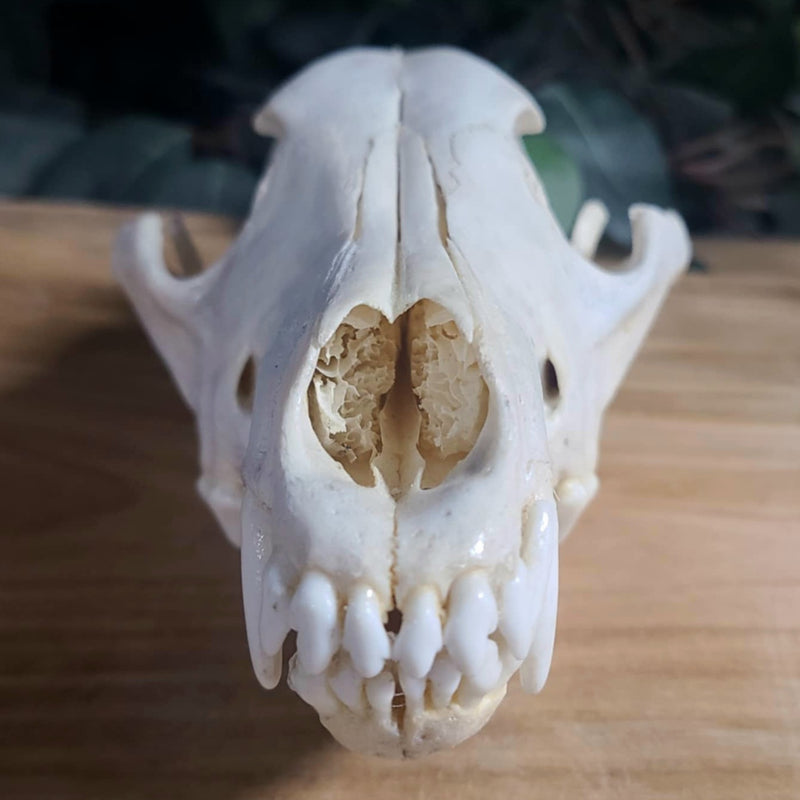 Eastern Timber Wolf Skull B