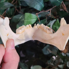 Human Jaw (Mandible) B
