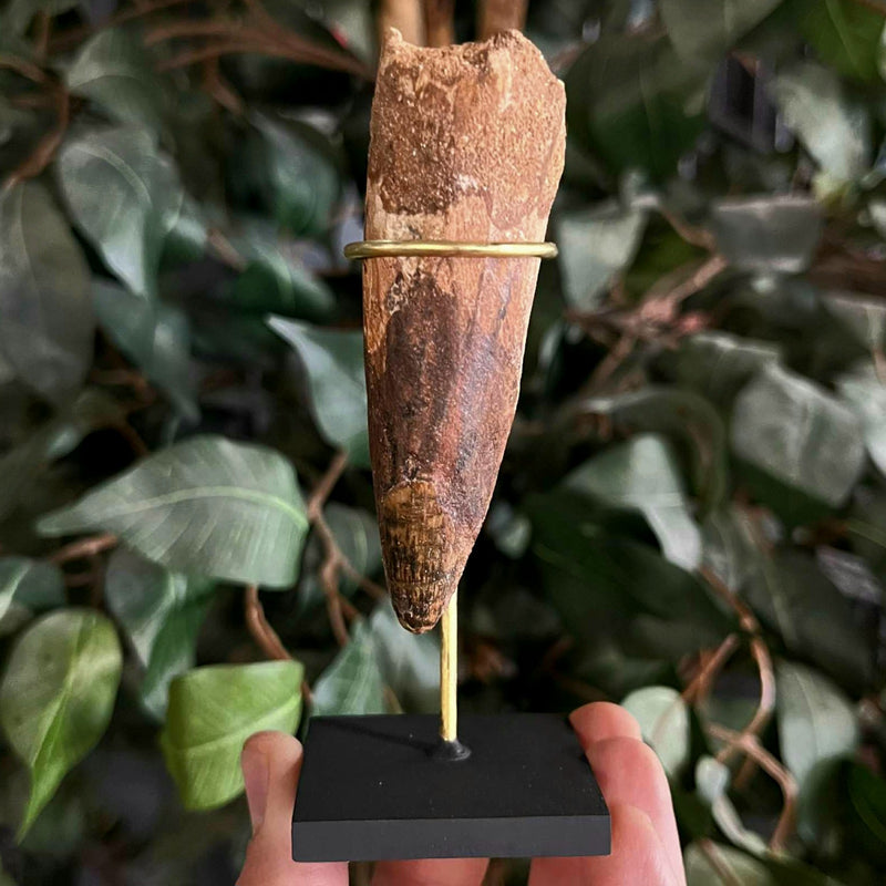 Spinosaurus Dinosaur Tooth XL, S (3.25")