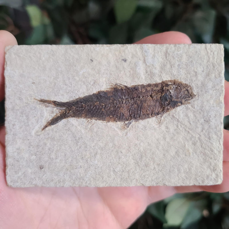 Fossil Knightia Fish, C