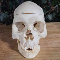 Human Skull, Medical C