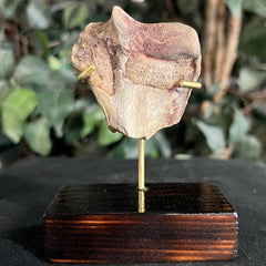 Hoplophoneus Sabertooth Humerus Bone A, On Stand