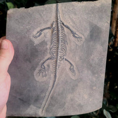 Keichousaurus Fossil Skeleton, A