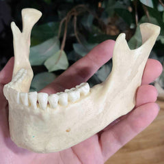 Human Jaw (Mandible), CAST