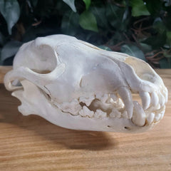 Eastern Timber Wolf Skull C