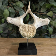 Beluga Whale Vertebrae, D (Ontario Only)