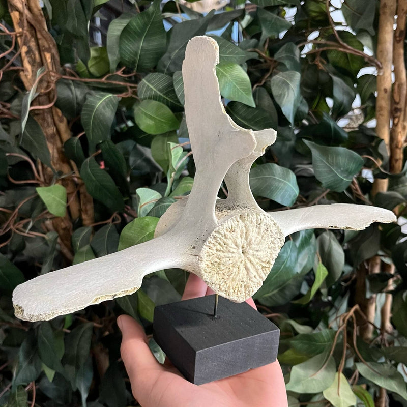 Beluga Whale Vertebrae, F (Ontario Only)