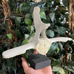 Beluga Whale Vertebrae, F (Ontario Only)