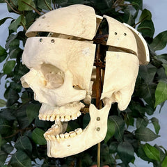 Exploded Human Skull, Beauchene (Collapsible)