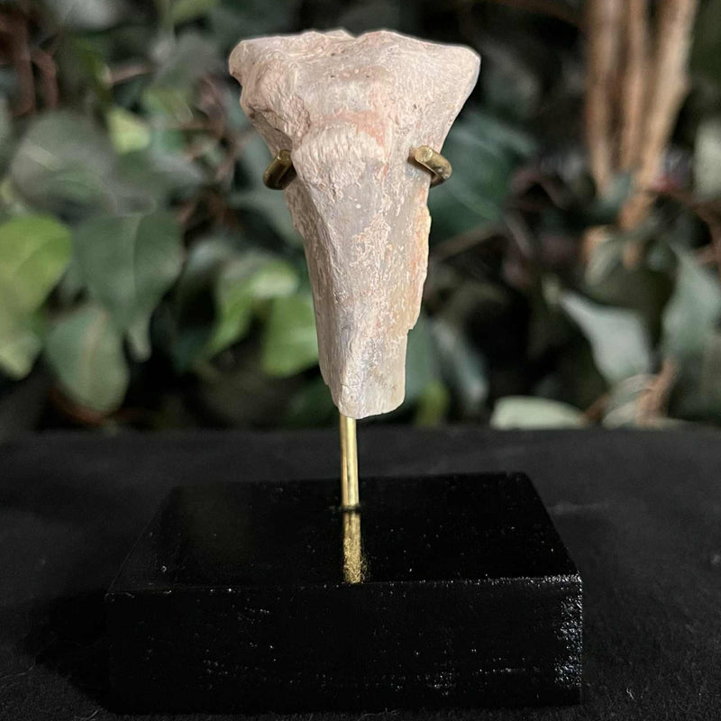 Hoplophoneus Sabertooth Leg Bone D, On Stand
