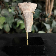 Hoplophoneus Sabertooth Leg Bone D, On Stand