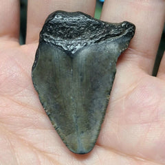 Baby Megalodon Tooth B