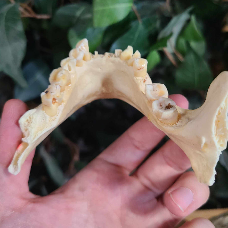 Human Skull, Medical C