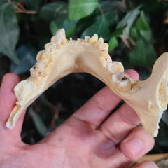 Human Skull, Medical C