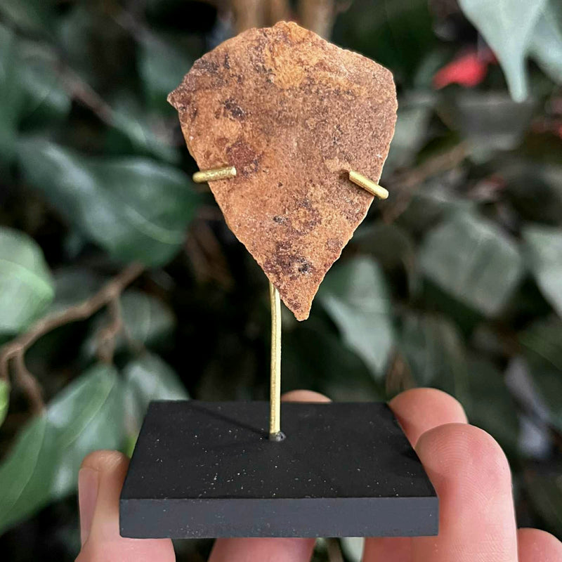 Ancient Egyptian Mummy Skull Segment H