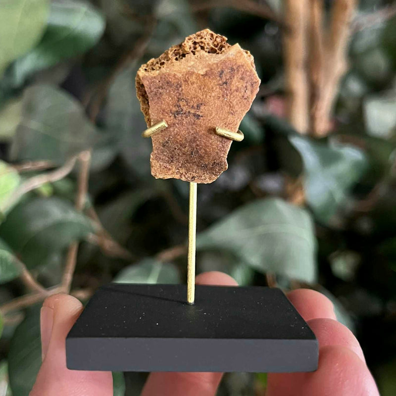 Ancient Egyptian Mummy Skull Segment K