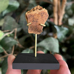 Ancient Egyptian Mummy Skull Segment K