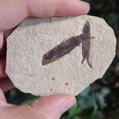 Fossil Knightia Fish, H (Double Fish)