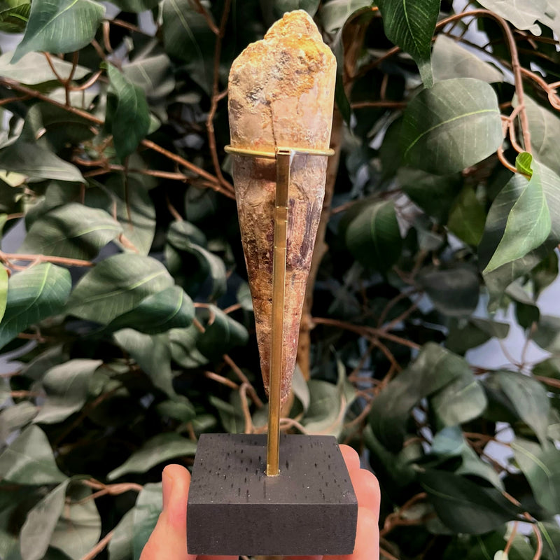 Spinosaurus Dinosaur Tooth XXL, A (5.4")