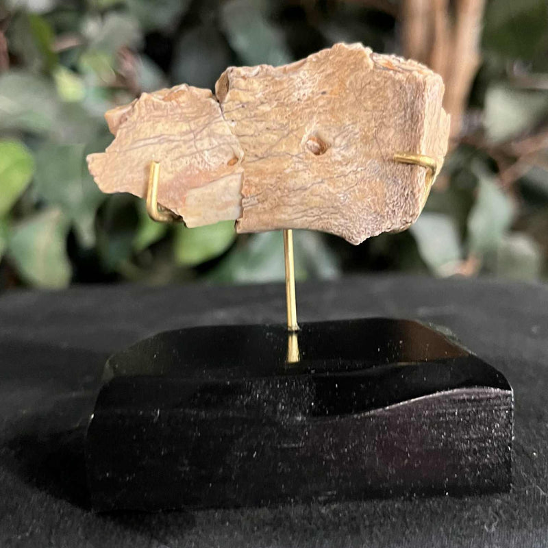 Hoplophoneus Sabertooth Jaw Bone A, On Stand