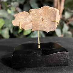 Hoplophoneus Sabertooth Jaw Bone A, On Stand