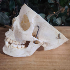 Human Skull, Medical G