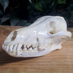 Eastern Timber Wolf Skull B