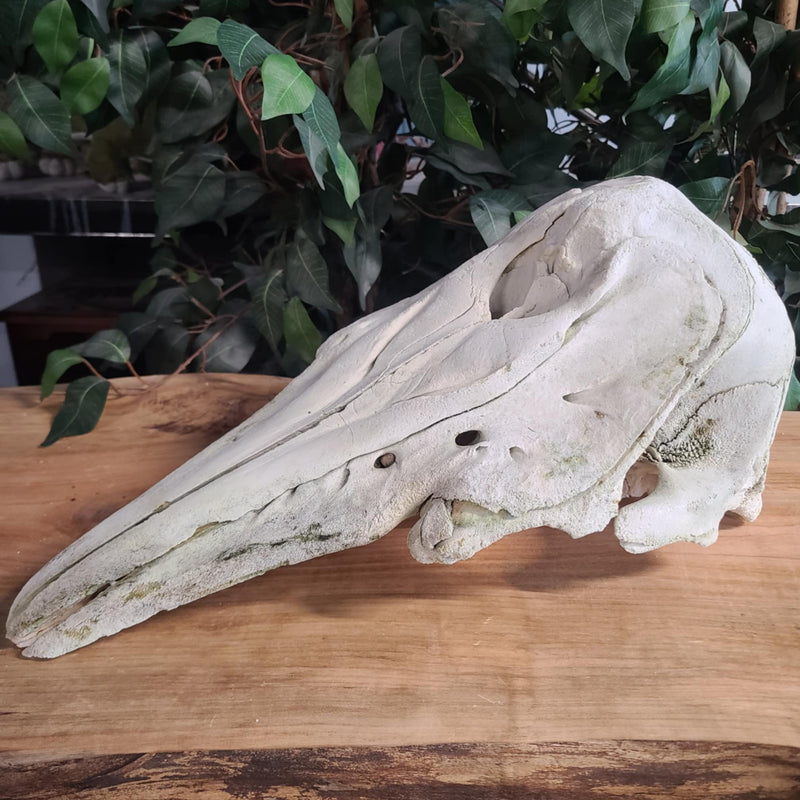 Beluga Whale Skull, A (Canada Only)