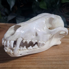 Eastern Timber Wolf Skull C