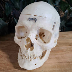 Human Skull, Medical A (Bisected)