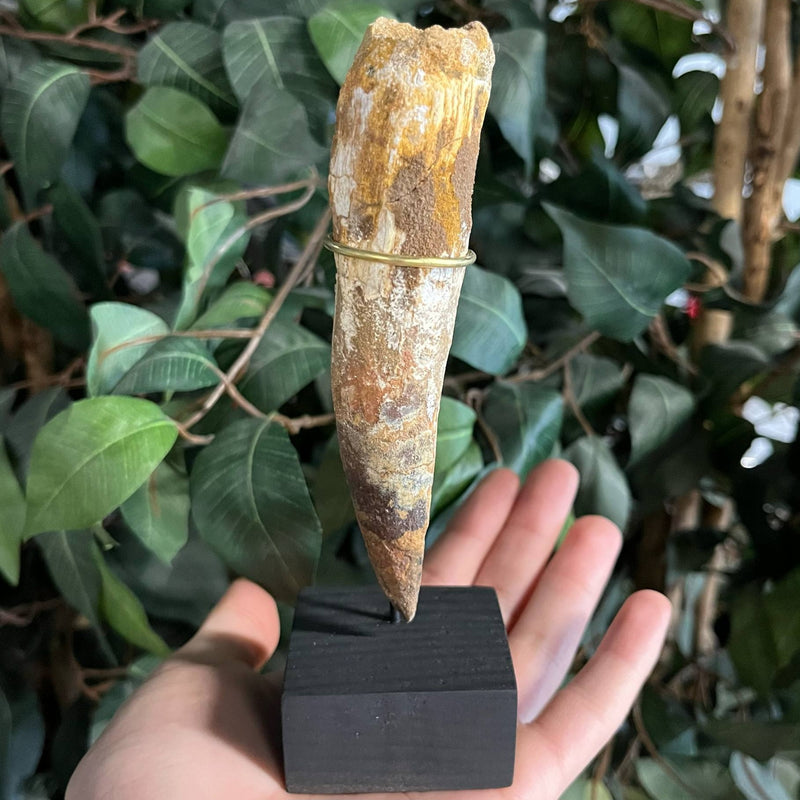 Spinosaurus Dinosaur Tooth XXL, A (5")